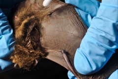 Swabbing the Myotis volans