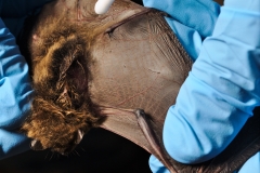 Swabbing the Myotis volans