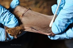 Swabbing the Myotis volans
