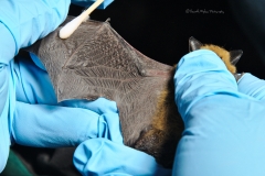 Swabbing the Western small-footed myotis (Myotis ciliolabrum)