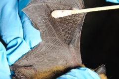 Swabbing the Western small-footed myotis (Myotis ciliolabrum)