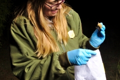Laura putting a Myotis sp. into the bag for processing
