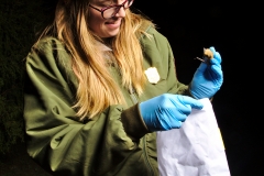 Laura putting a Myotis sp. into the bag for processing
