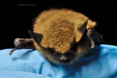 Western small-footed myotis (Myotis ciliolabrum) portrait