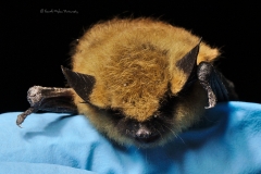 Western small-footed myotis (Myotis ciliolabrum) portrait