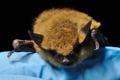 Western small-footed myotis (Myotis ciliolabrum) portrait