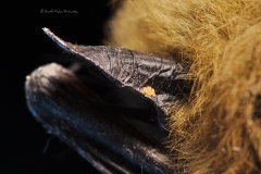 Chiggers on a Myotis's ear