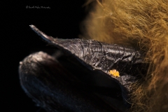 Chiggers on a Myotis's ear