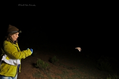Clara releasing the Myotis sp. after processing
