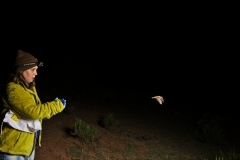 Clara releasing the Myotis sp. after processing
