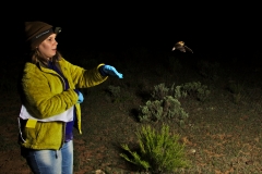 Clara releasing a Western small-footed myotis (Myotis ciliolabrum) after processing