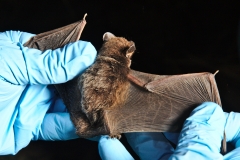Checking the Silver-haired (Lasionycteris noctivagans) bat's hea