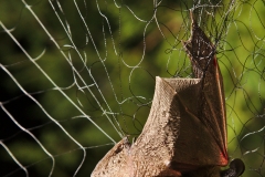 Western long-eared myotis (Myotis evotis) in a mist net
