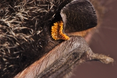 Parasites on a silver-haired (Lasionycteris noctivagans) bat's e