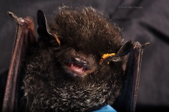Silver-haired bat (Lasionycteris noctivagans) with chigger parasites
