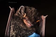 Silver-haired bat (Lasionycteris noctivagans) with chigger parasites