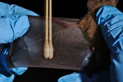 Swabbing a Western long-eared myotis (Myotis evotis)