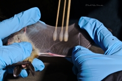 Swabbing a Western long-eared myotis (Myotis evotis)