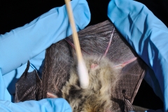 Swabbing a Western long-eared myotis (Myotis evotis)