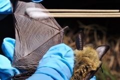 Swabbing a Western long-eared myotis (Myotis evotis)