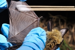 Swabbing a Western long-eared myotis (Myotis evotis)