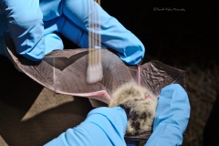 Swabbing a Western long-eared myotis (Myotis evotis)