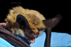 Western long-eared myotis (Myotis evotis) portrait