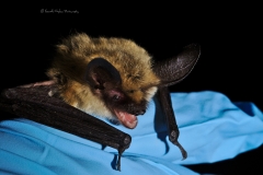 Western long-eared myotis (Myotis evotis) portrait