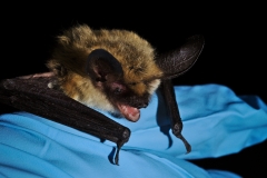 Western long-eared myotis (Myotis evotis) portrait