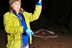 Clara releasing the silver-haired bat (Lasionycteris noctivagans) after processing