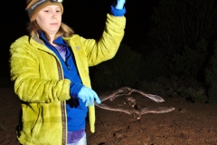 Clara releasing the silver-haired bat (Lasionycteris noctivagans) after processing