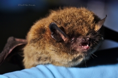 Myotis sp. portrait