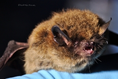 Myotis sp. portrait