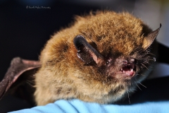 Myotis sp. portrait