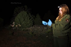 Laura releasing a Western long-eared myotis (Myotis evotis) afte