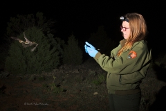 Laura releasing a Myotis sp. after processing