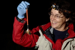 Bat research near Ft Stanton, NM. The bat was unharmed, only annoyed. It flew off shortly after this photo.
