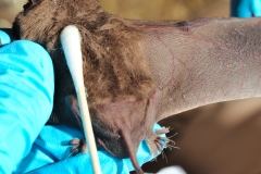 Swabbing a freetail (Tadarida brasilensis)