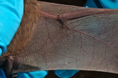 Mites on the freetail (Tadarida brasilensis) wing