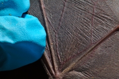Mites on the freetail (Tadarida brasilensis) wing