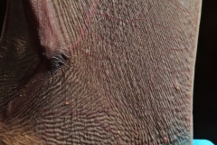Mites on the freetail (Tadarida brasilensis) wing