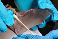 Swabbing the bat
