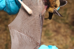 Swabbing the long-eared bat (Myotis evotis)