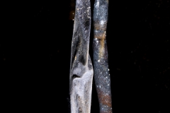Deflated soda straw with a non-deflated one nearby