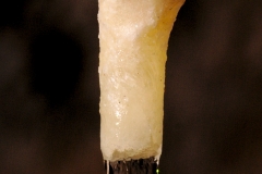 Soda straw with drip on end that contains filament with beads of