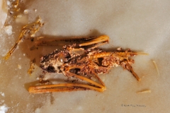 Bat skeleton, partially calcified