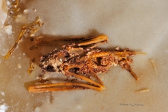 Bat skeleton, partially calcified