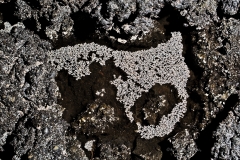 Microbial colonies on the surface of a pool