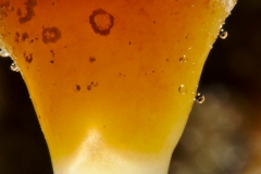 Ooze with colonies, water droplet (with stuff in the water), dro
