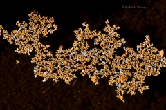 Yellow and white microbial colonies floating on a small pool